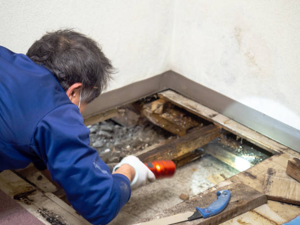 Best Insurance-Related Mold Remediation in Port Arthur, TX