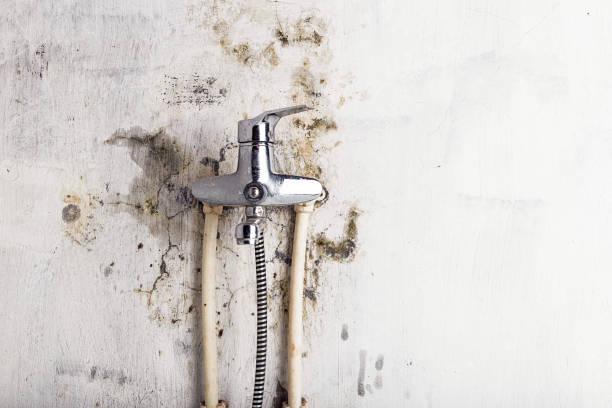 Best Industrial Mold Remediation in Port Arthur, TX