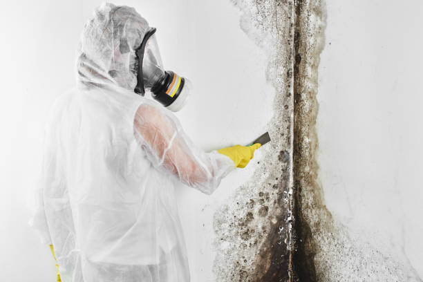 Trusted Port Arthur, TX Mold Remediation Experts