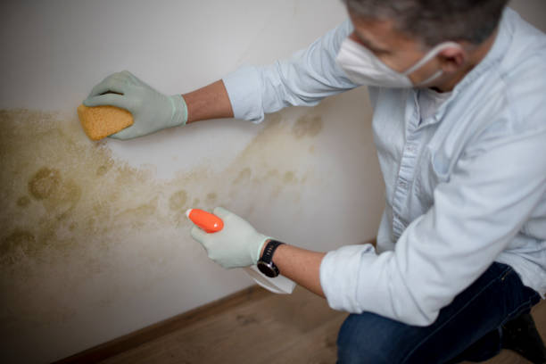 Best White Mold Remediation in Port Arthur, TX